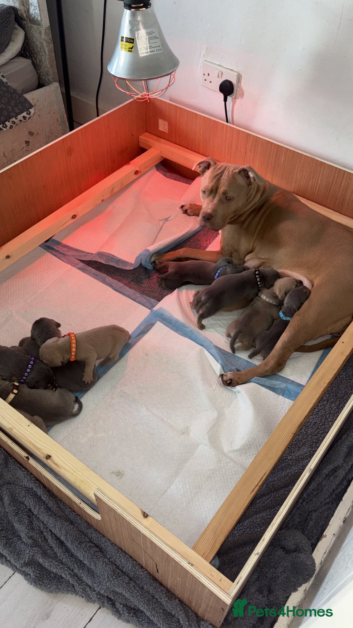 Mixed Breed dogs     11 Adorable American Bulldog x Frenchie Pups! - Advert 2