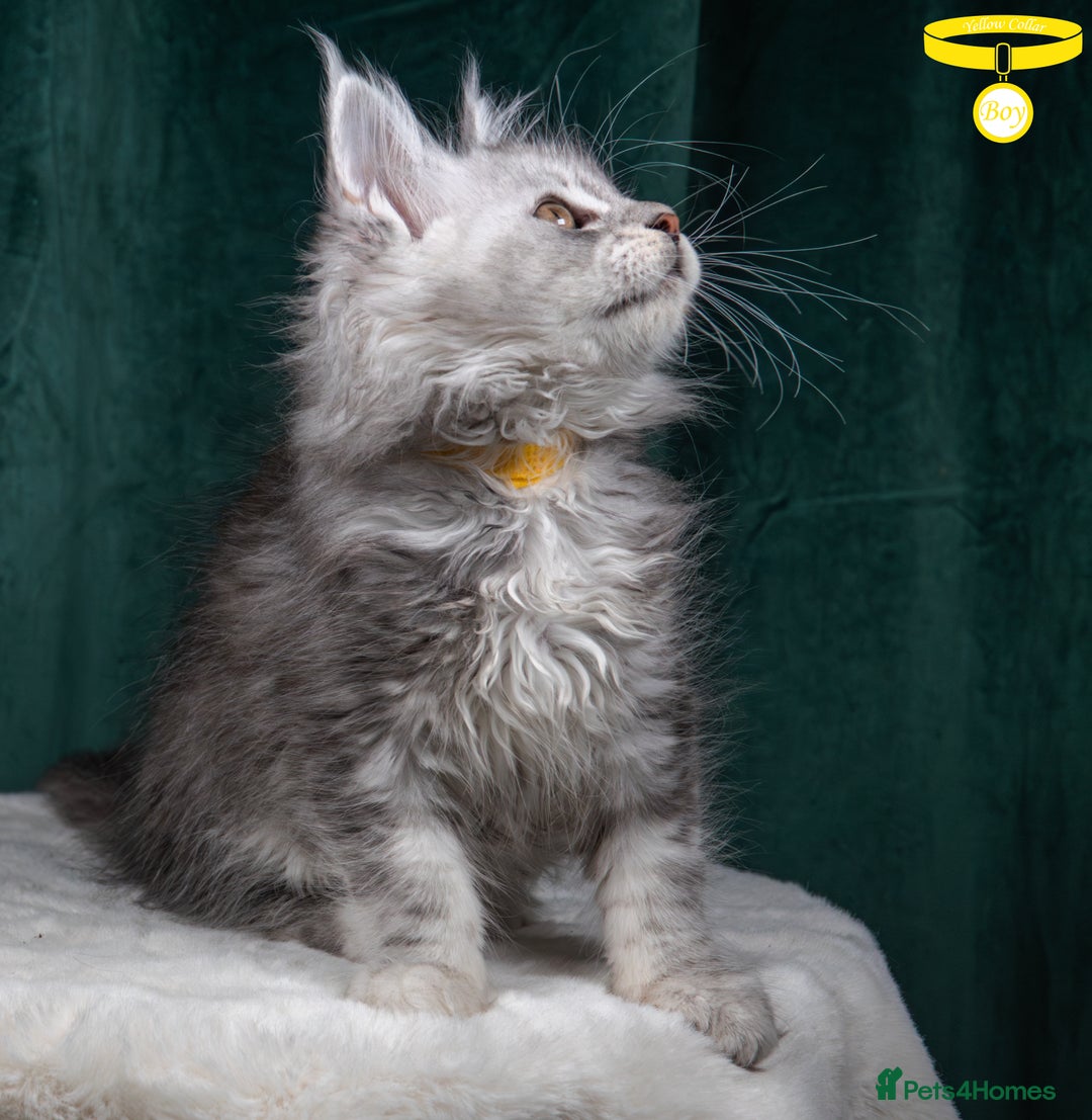 Maine Coon cats for sale: XL PEDIGREE TICA REGISTERED MAINE COON KITTENS - Advert 34