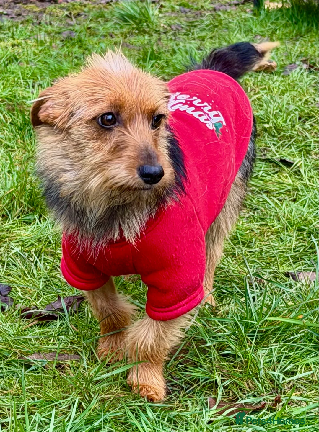 Yorkshire Terrier dogs for adoption: LISA – Female Yorkshire Terrier - Advert 5