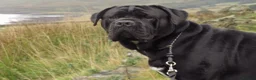 Cane Corso dogs for stud: Thor health tested proven Cane Corso for stud !!! in Cleethorpes - Advert 6