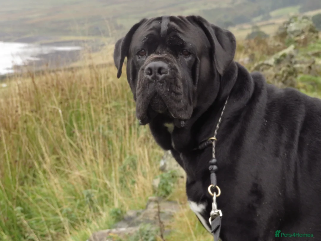 Cane Corso dogs for stud: Thor health tested proven Cane Corso for stud !!! in Cleethorpes - Advert 6