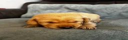 Labrador Retriever dogs for sale: Top Quality Fox Red Labradors - Advert 18