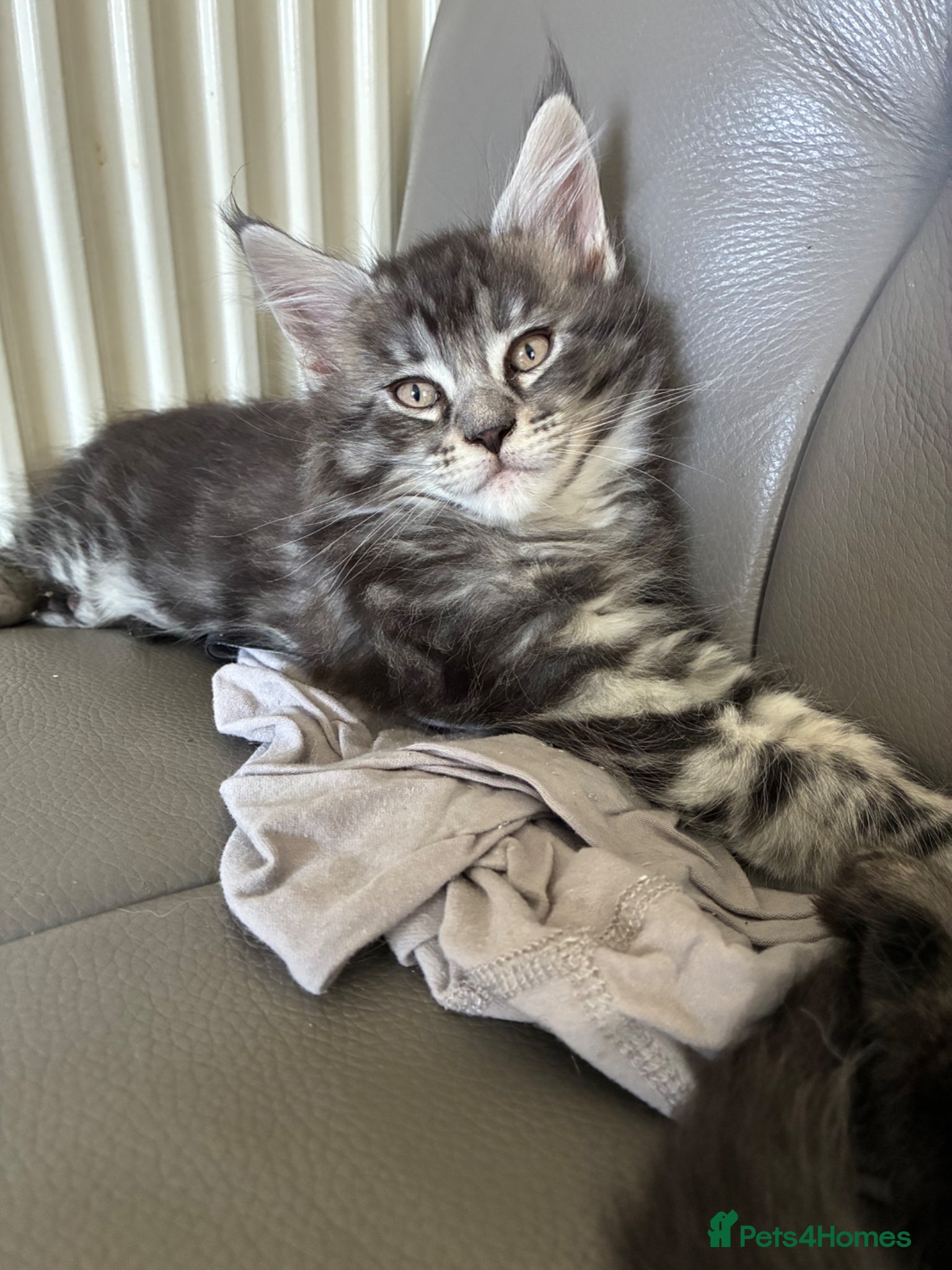 Maine Coon cats Maine coon kittens  - Advert 12