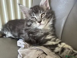 Maine Coon cats Maine coon kittens - Advert 12