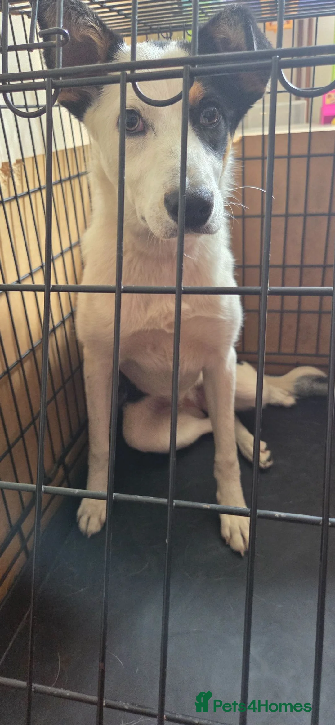 Welsh Collie dogs for sale: Tri colour Welsh collie 8 months old  - Advert 1