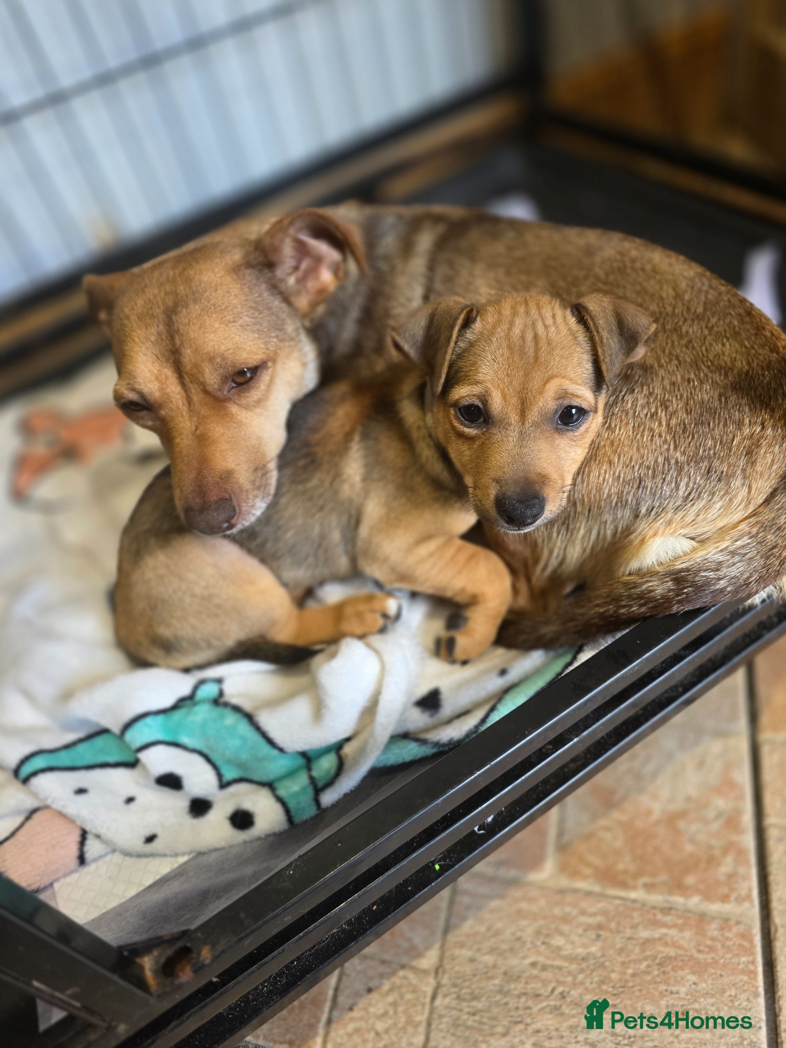 Jack Russell dogs Jack russell puppy READY NOW - Advert 2