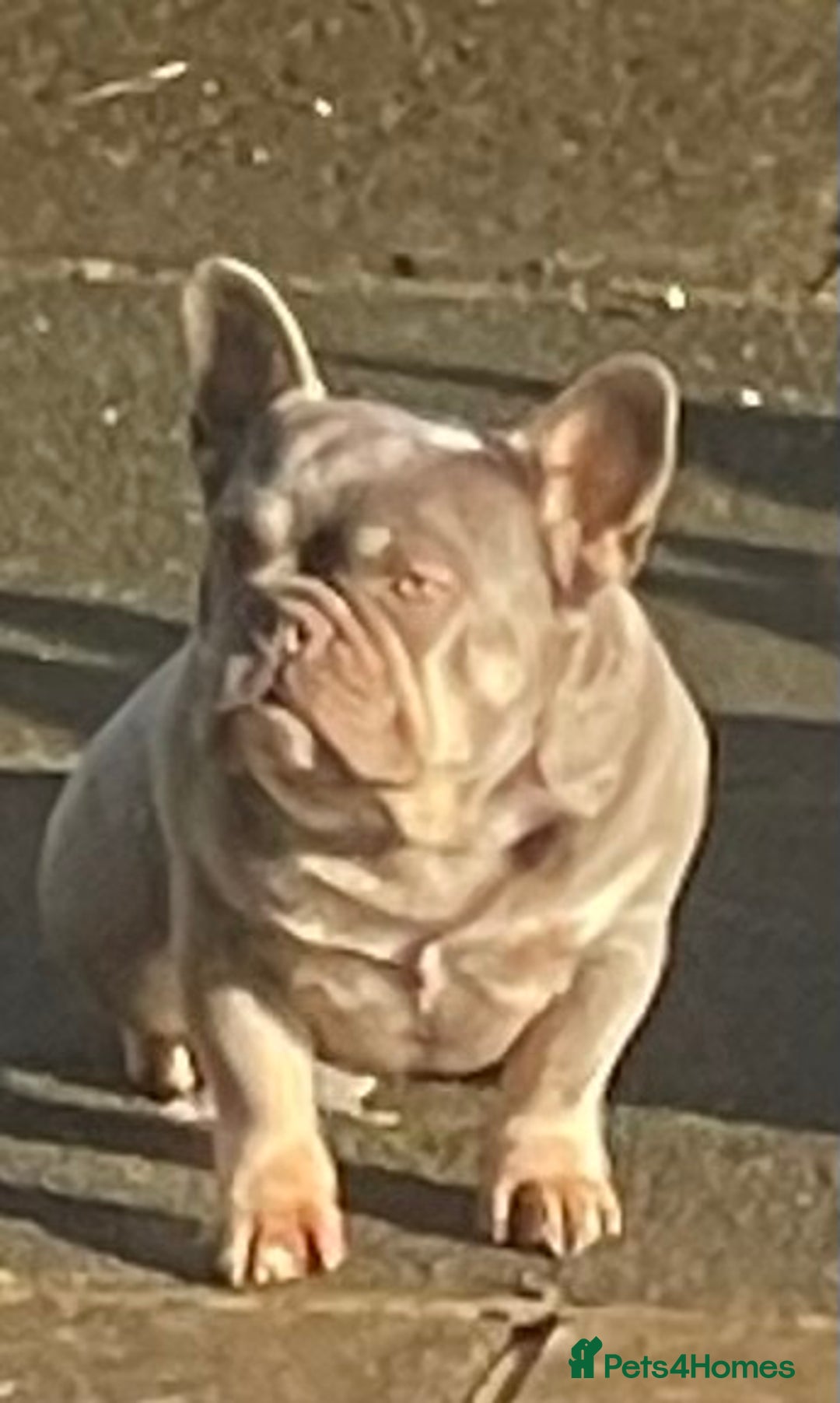 French Bulldog dogs for sale: KC REGISTERED HEALTH TESTED FRENCH BULLDOGS  - Advert 13