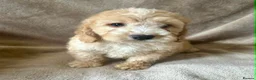 Cockapoo dogs for sale: Beautiful Cockapoo Puppies For Sale - Advert 5