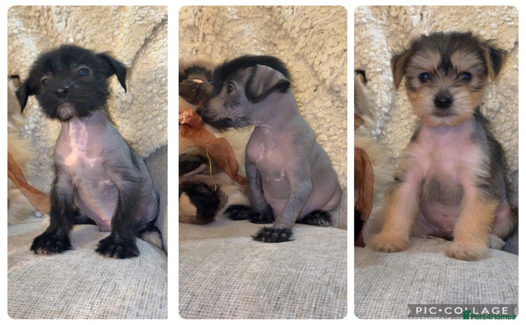 Chinese Crested dogs - Advert 3
