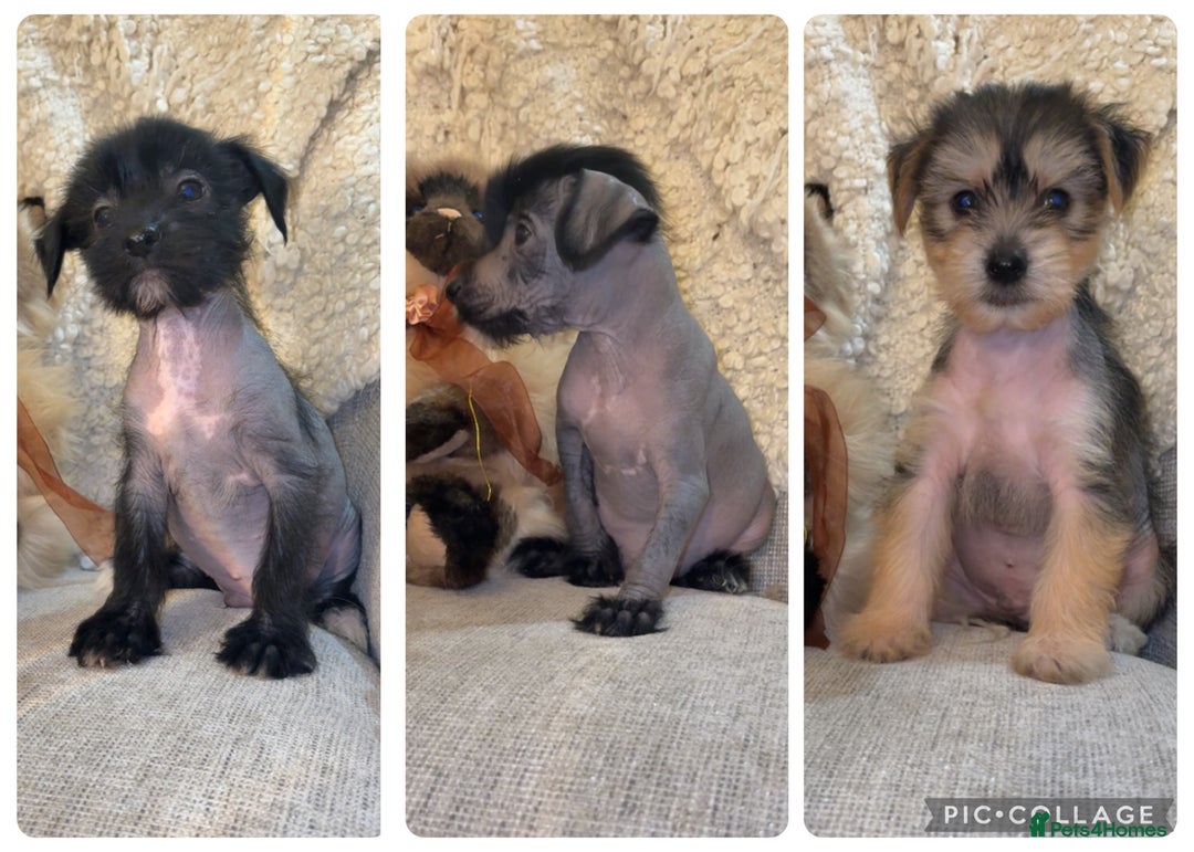 Hairless Small Chinese Toy Dog Chinese Toy Dog Breeds Chinese Toy