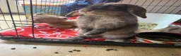 Mini Lion Lop rabbits for sale: Female rabbit for sale £35 around 12 weeks old  in Plymouth - Advert 2
