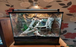 Gecko reptiles for sale: Pair of Northern Spiny tailed geckos and setup - Image 14