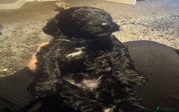 Cockapoo dogs for sale: Cockatoo pups - Advert 6