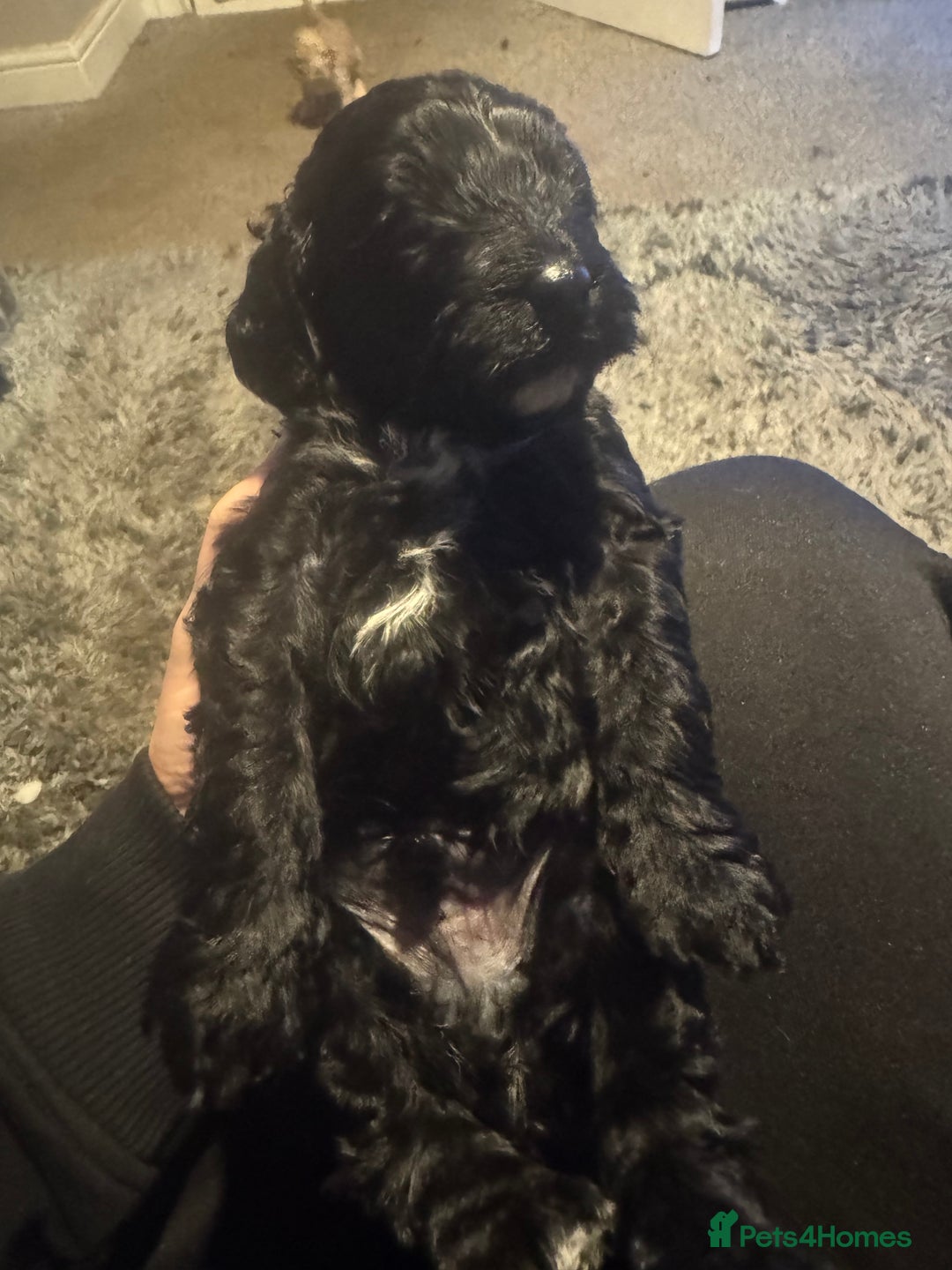Cockapoo dogs for sale: Cockatoo pups - Advert 6