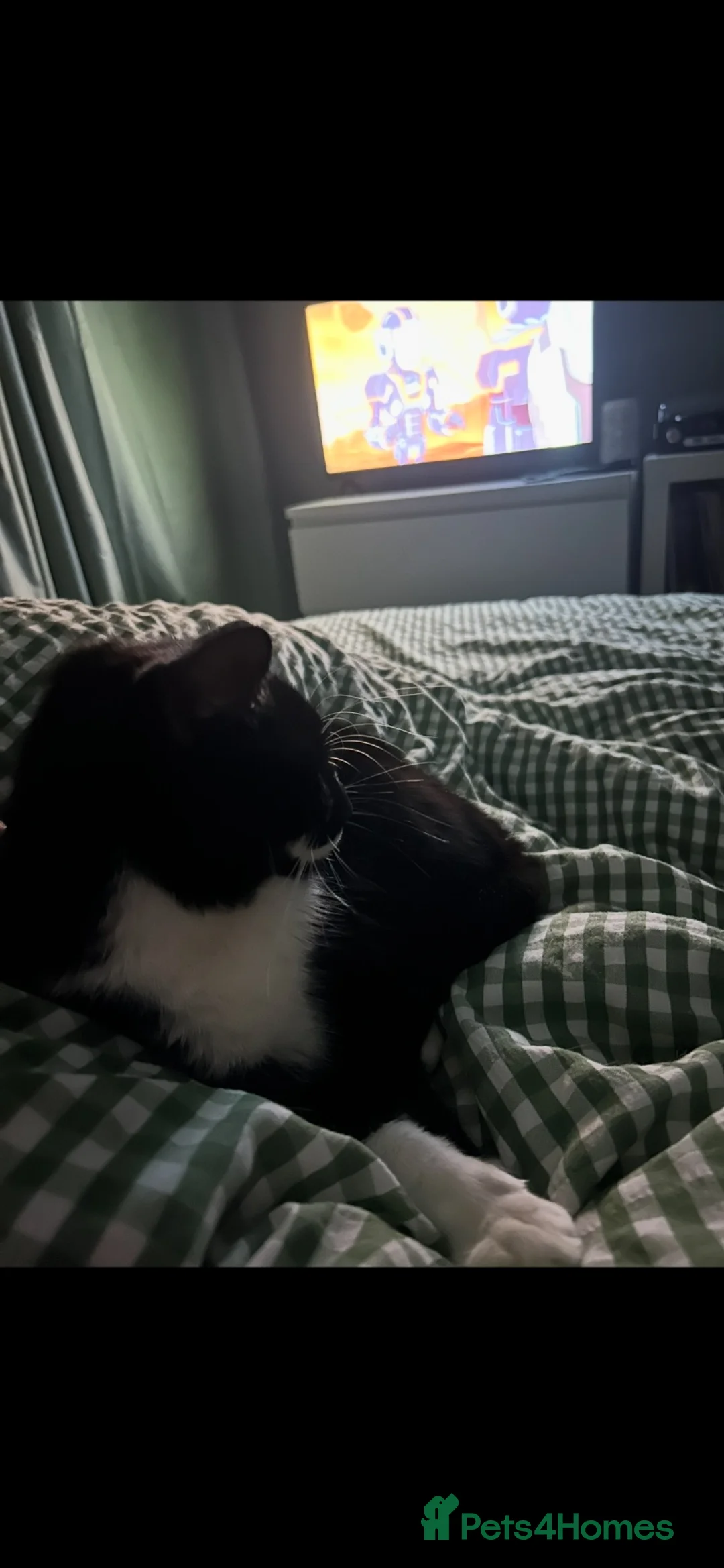 Mixed Breed cats for sale: Desperately need to rehome my boys asap in Bedford - Advert 2
