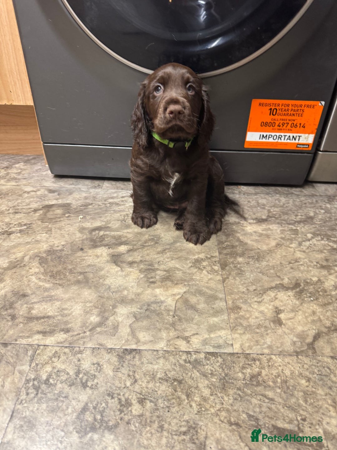 Cocker Spaniel dogs for sale: Cocker spaniel puppies  - Advert 11