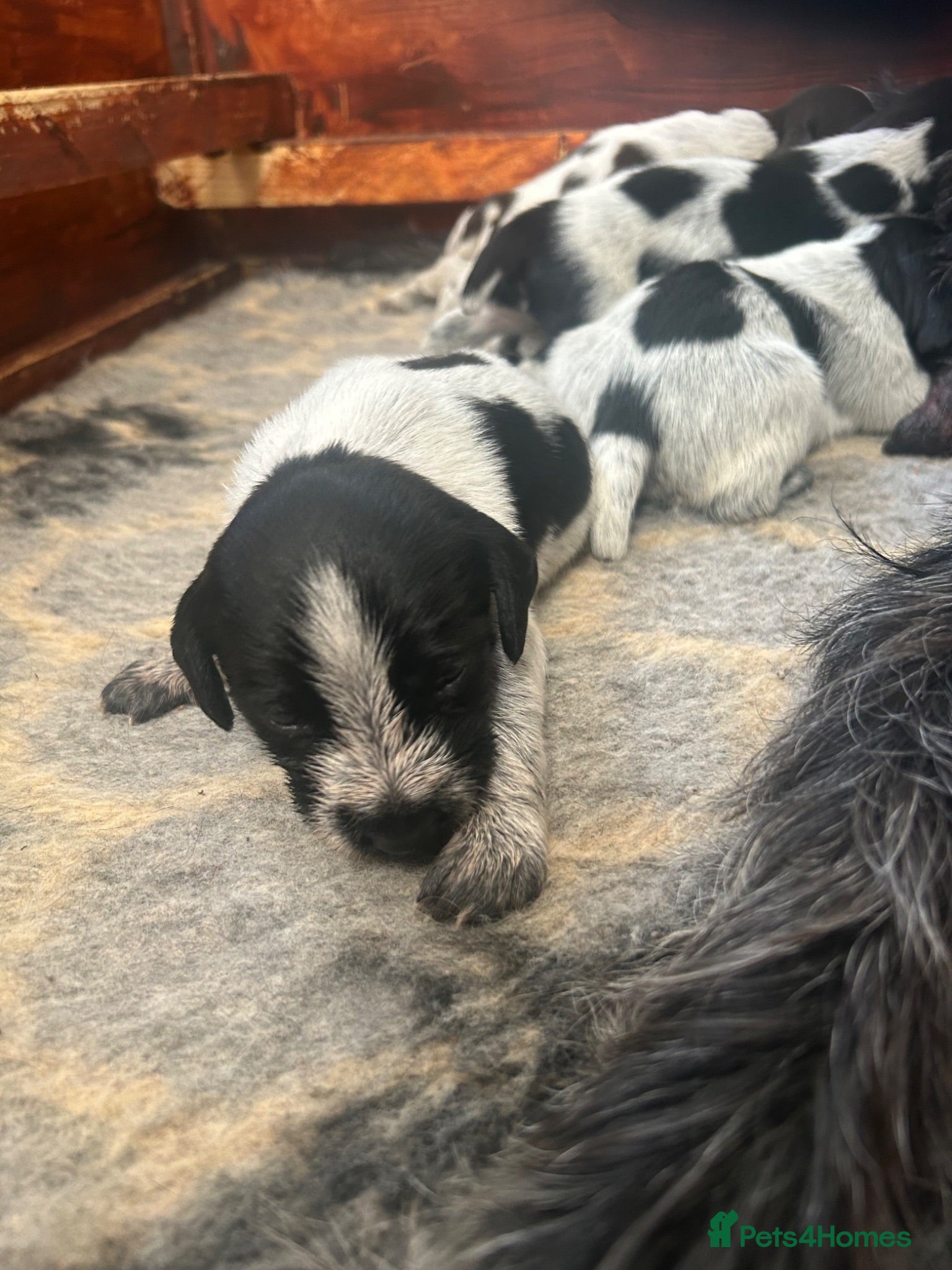 German Wirehaired Pointer dogs German Wirehaired Pointer Puppies For Sale - Advert 2
