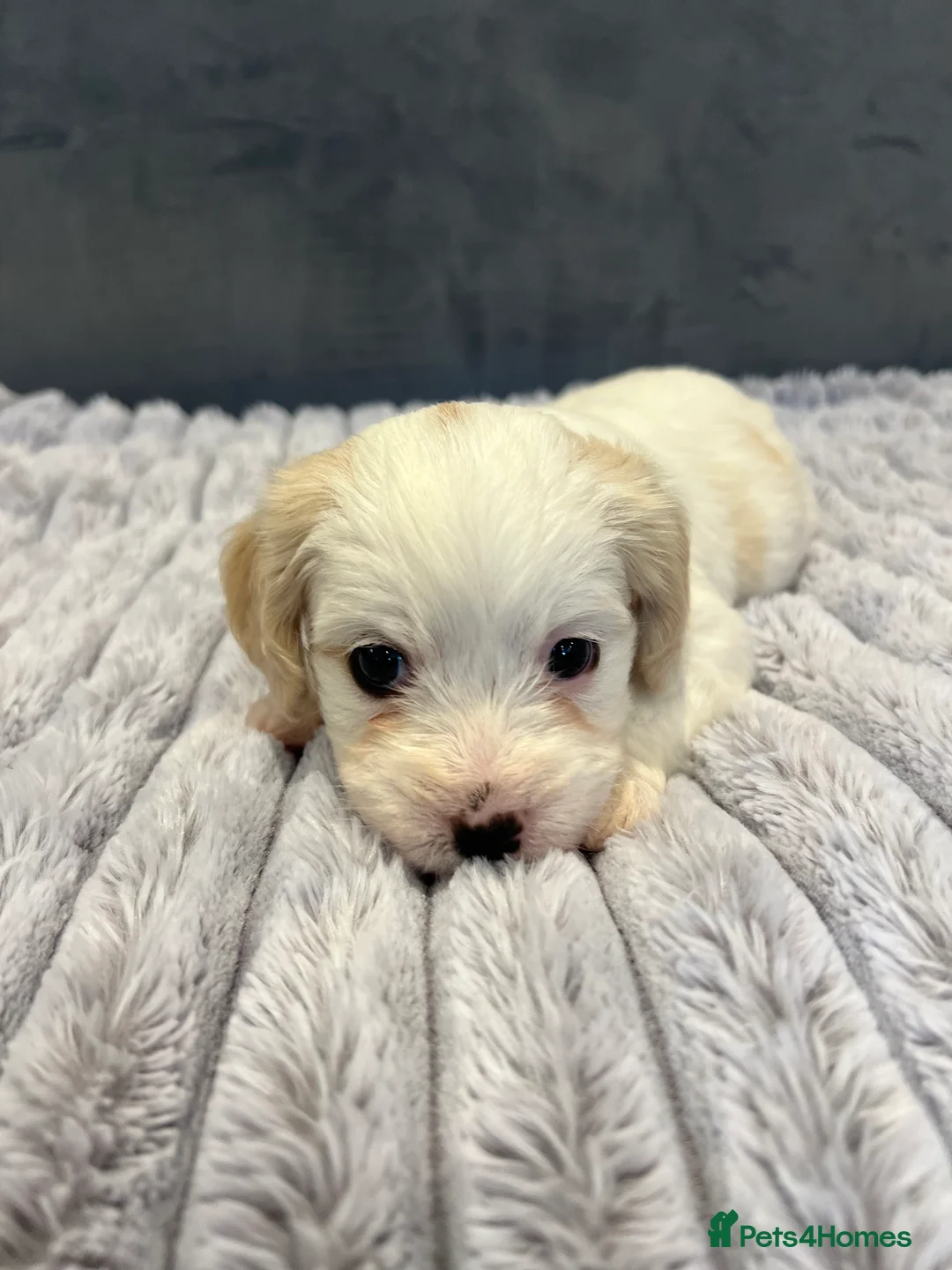 Cavachon dogs for sale: 🐶 Adorable Cavachon Puppies for Sale! 🐾 - Advert 14