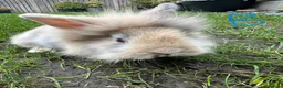 Lionhead rabbits for sale: Lionhead Rabbits For Sale  - Advert 6