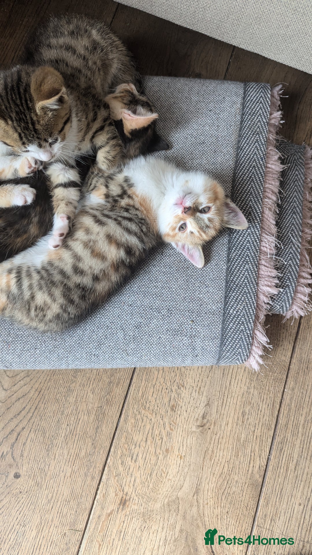 Mixed Breed cats for sale: Mixed Breed Kittens  - Image 3