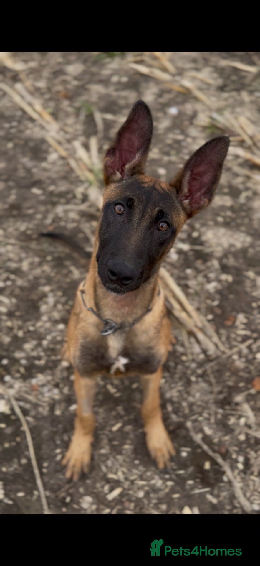 Belgian Shepherd Dog dogs 6 month old Dutch Herder for sale - Advert 2