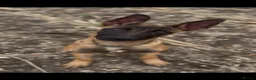 Belgian Shepherd Dog dogs for sale: 6 month old Dutch Herder for sale - Advert 2
