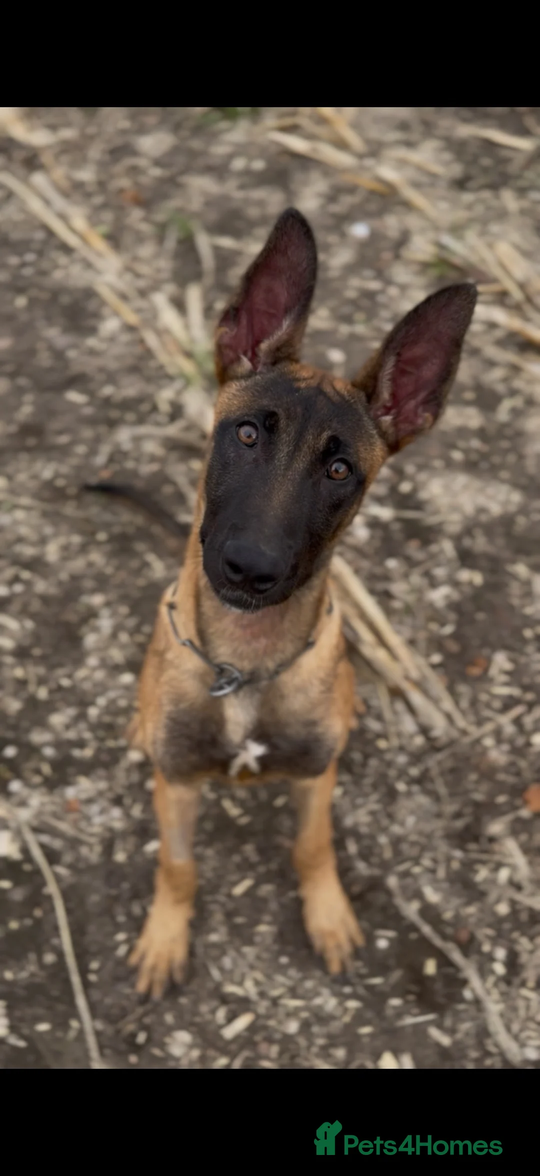 Belgian Shepherd Dog dogs for sale: 6 month old Dutch Herder for sale - Advert 2