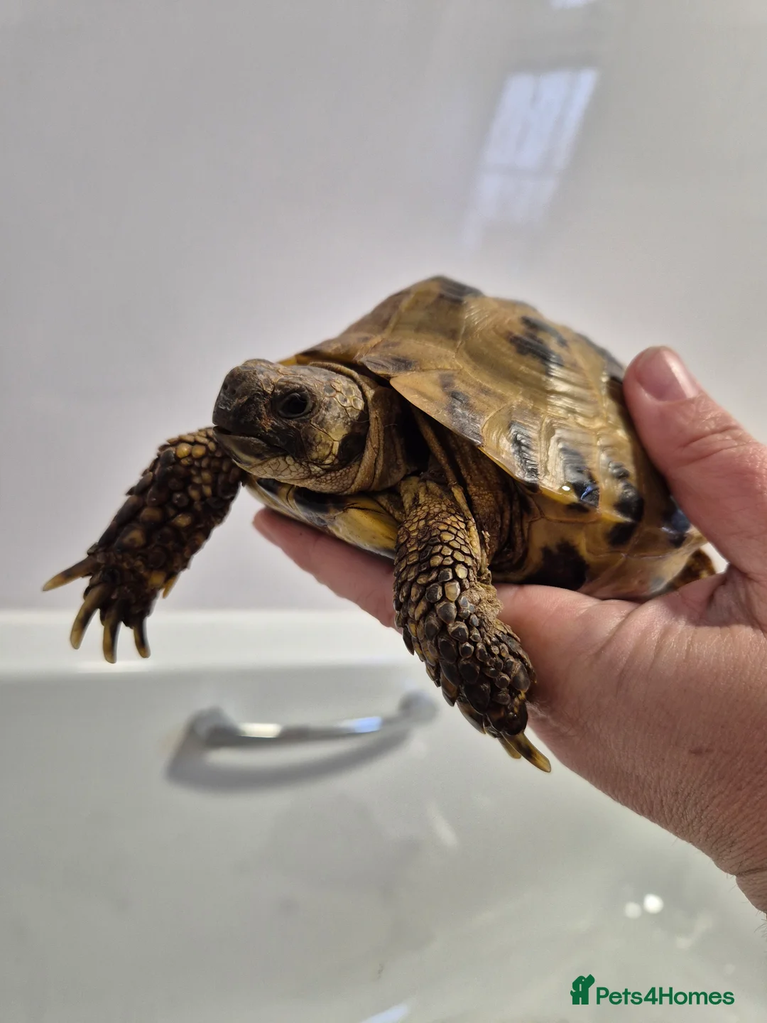 Tortoise reptiles for sale: 2 x Male horsfield tortoises in Bridlington - Advert 2