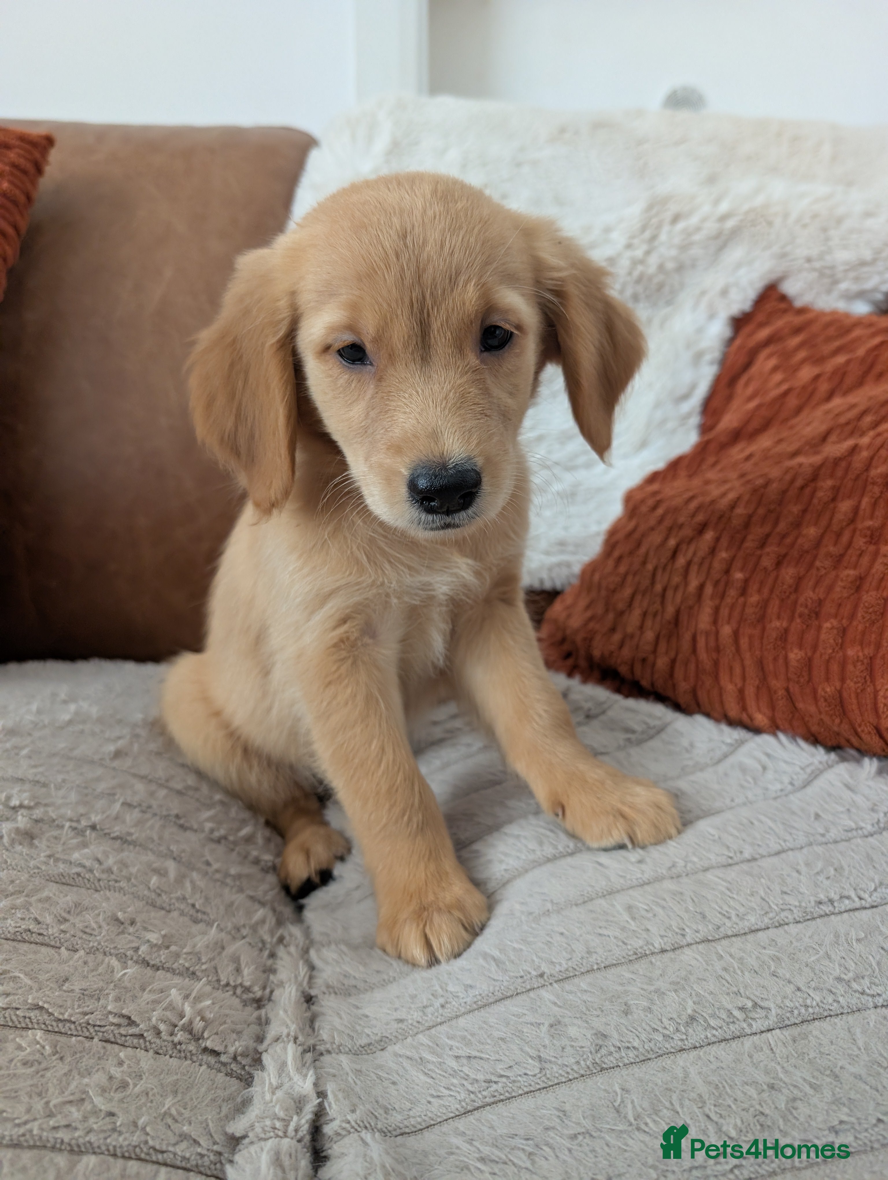 Golden Retriever dogs Beautiful KC registered Golden Retriever puppies  - Advert 2