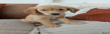 Golden Retriever 8