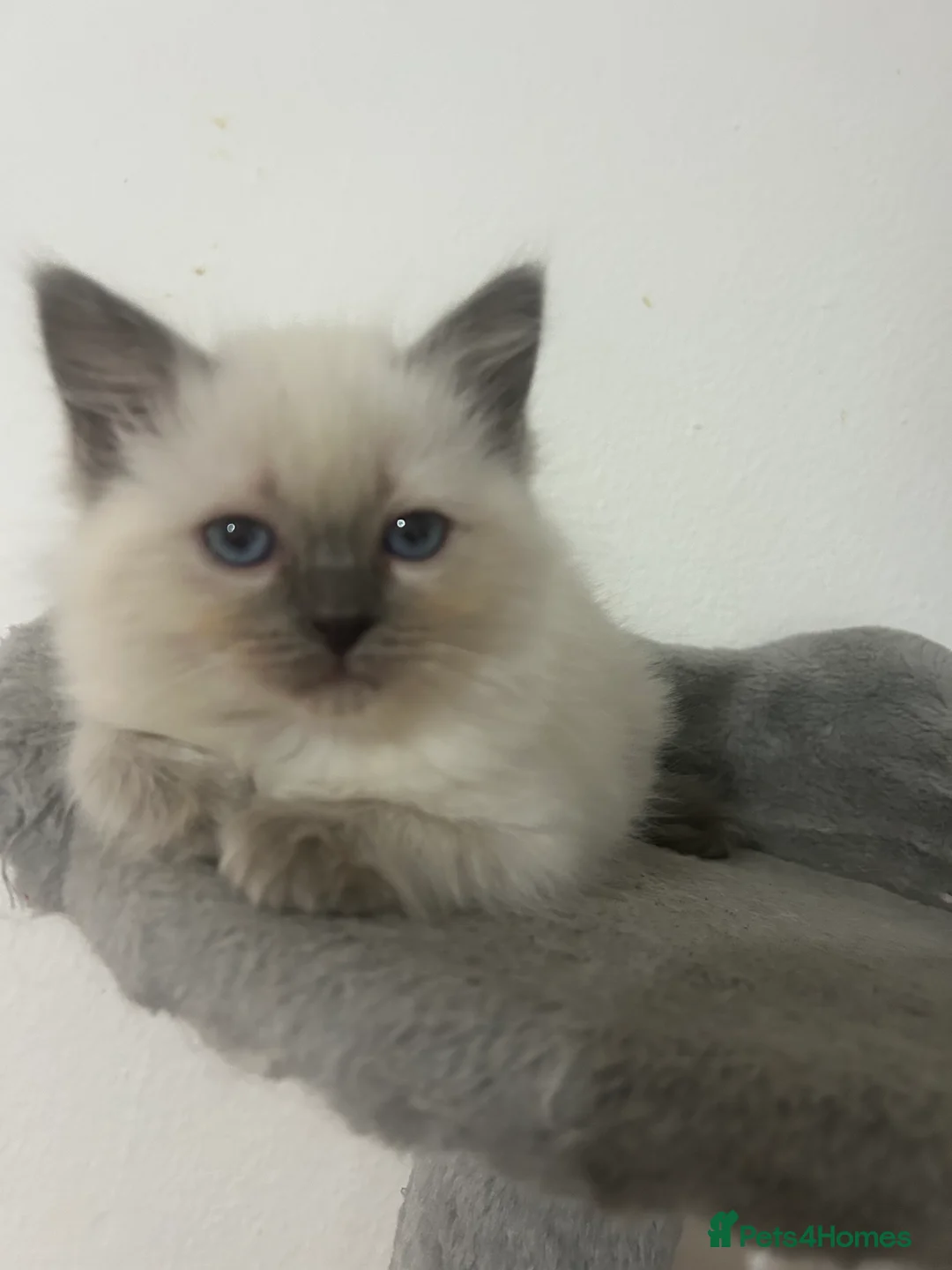 Ragdoll cats for sale: Regdoll - Advert 2