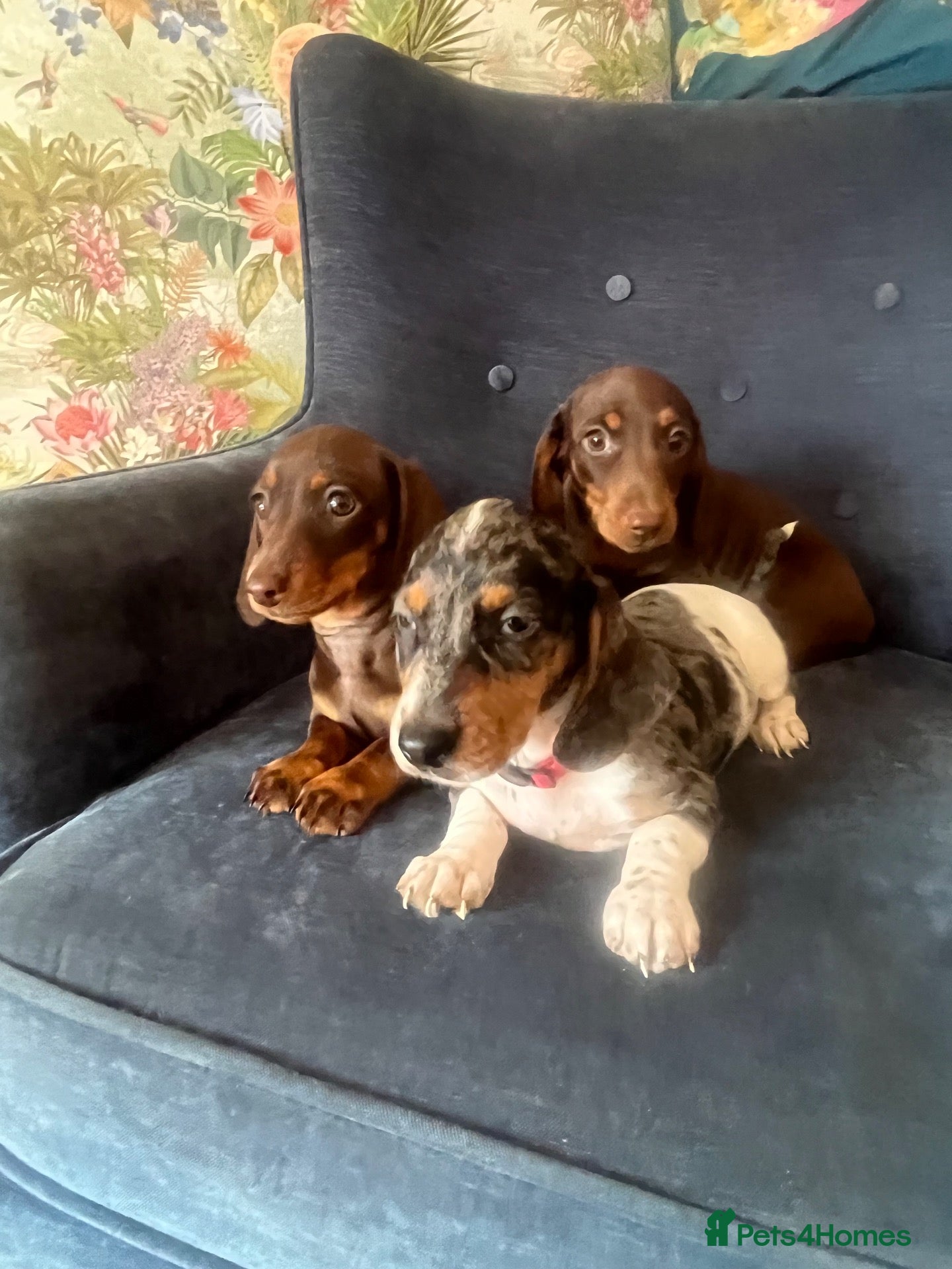 Miniature Dachshund dogs Beautiful Fully health check mini Dachshund pups - Advert 1