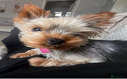 Yorkshire Terrier dogs for sale: 2 year old miniature Yorkshire terrier - Image 1