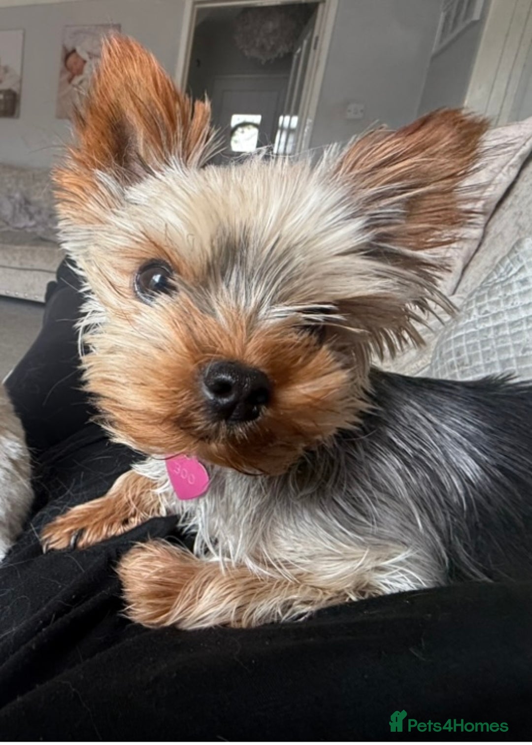 Yorkshire Terrier dogs for sale: 2 year old miniature Yorkshire terrier - Image 1
