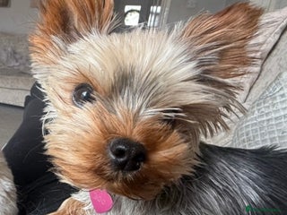 Yorkshire Terrier dogs - Advert 10