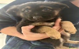 German Shepherd dogs for sale: Blue line German Shepherd’s - Ready today!  - Advert 29