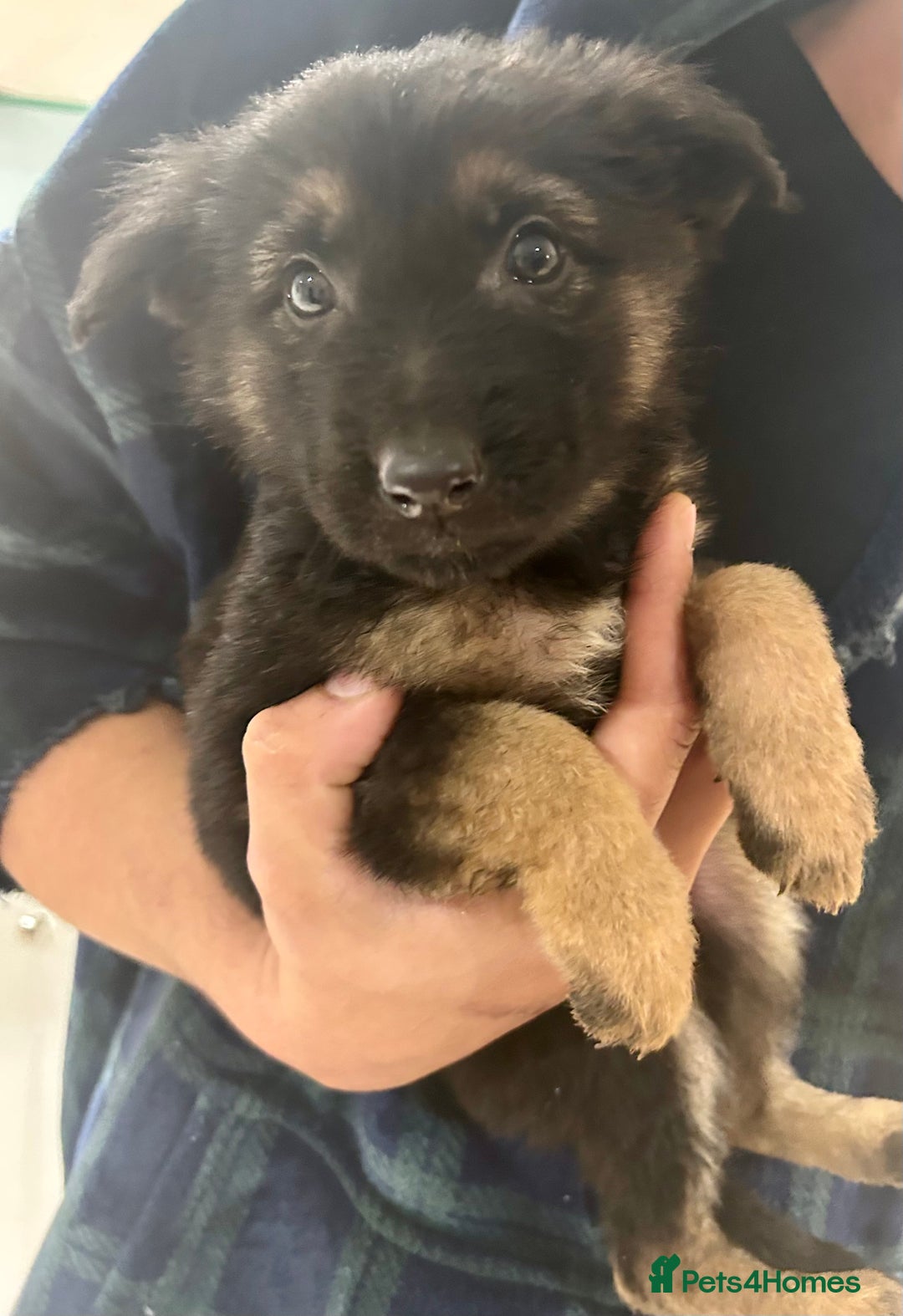 German Shepherd dogs for sale: Blue line German Shepherd’s - Ready today!  - Advert 29