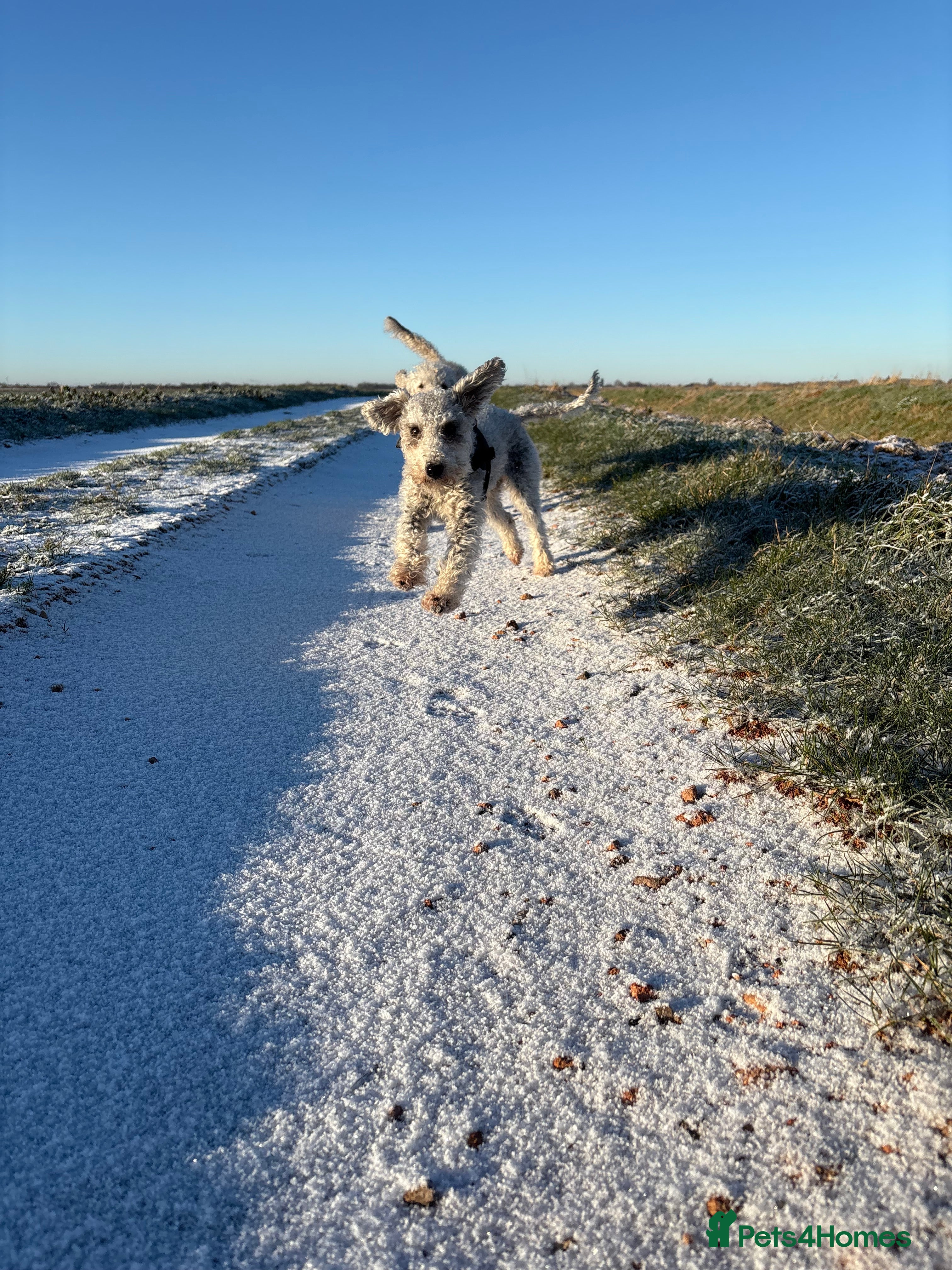 Bedlington Terrier dogs 3 male bedlington terrier puppies for sale.  - Advert 4