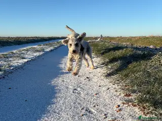 Bedlington Terrier dogs 3 male bedlington terrier puppies for sale. - Advert 4