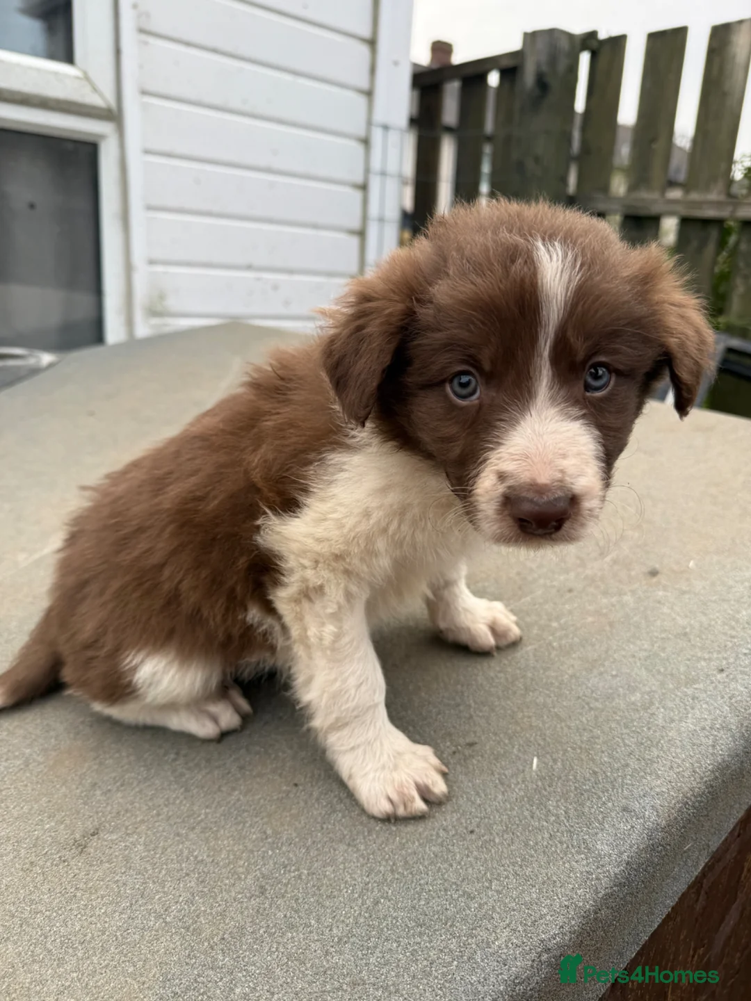 Border Collie dogs for sale: Border collie pups - Advert 1