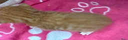 Mixed Breed cats for sale: Stunning litter off fur babies  - Advert 12