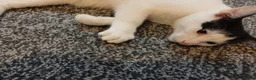 Mixed Breed cats for sale: Pandy in Birkenhead - Advert 2