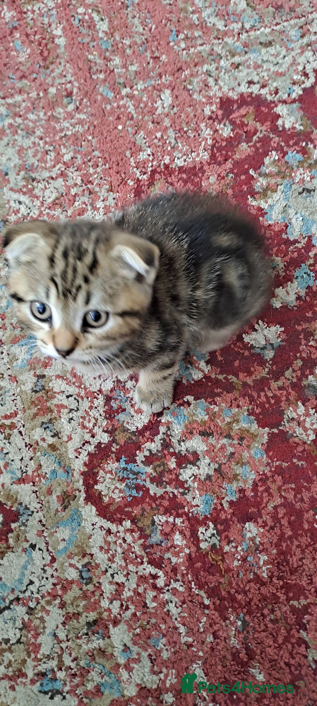 Scottish Fold cats for sale: Scottish fold/straight kittens  - Image 14