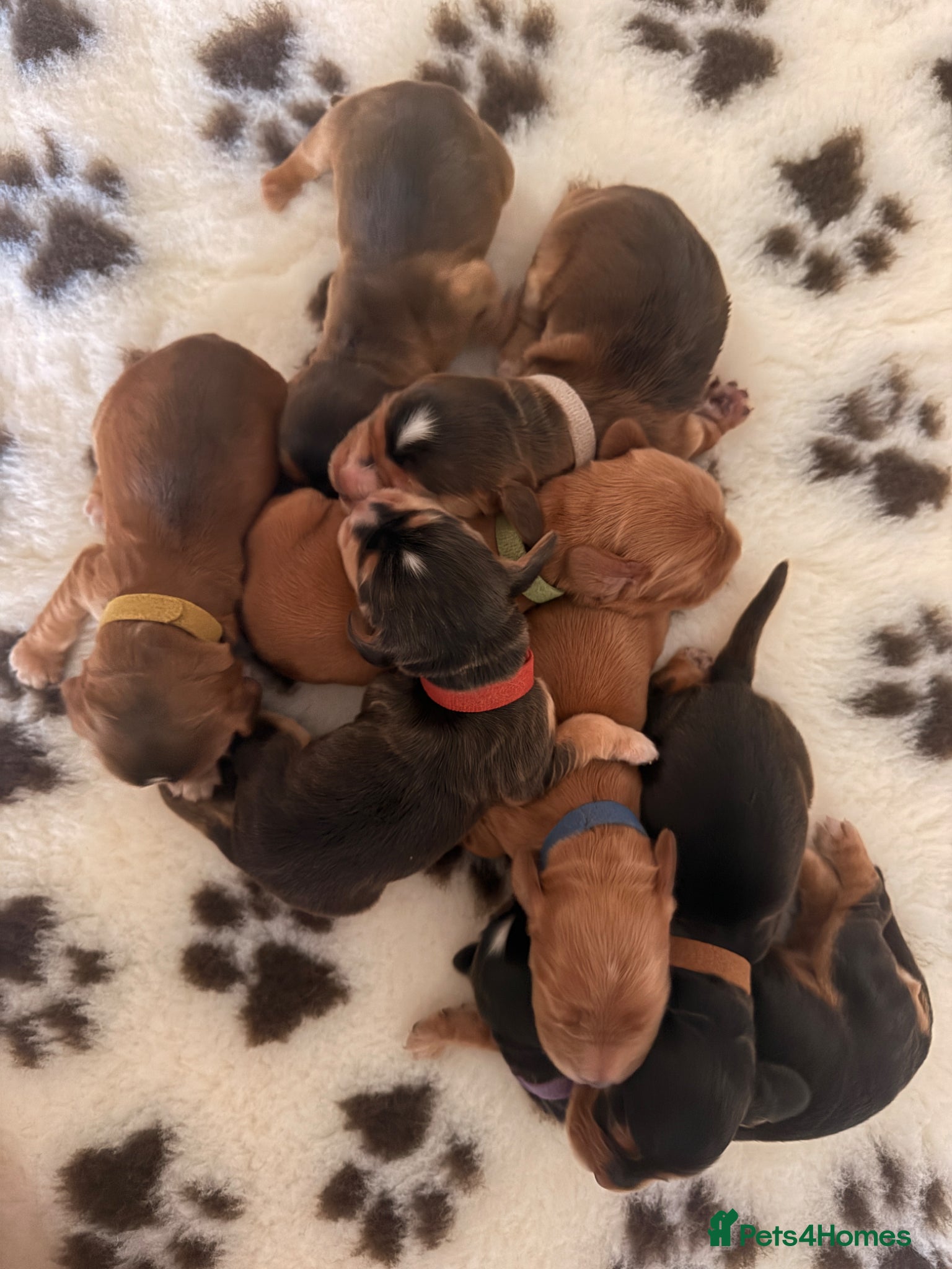 Cocker Spaniel dogs Stunning show type KC registered cocker spaniel - Advert 2