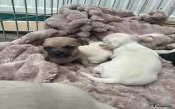 Chihuahua dogs for sale: Beautiful short hair chihuahua  - Advert 14