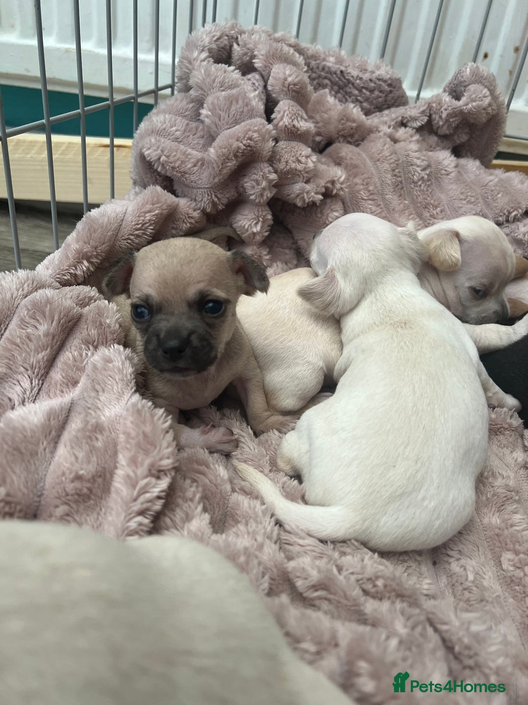 Chihuahua dogs for sale: Beautiful short hair chihuahua  - Advert 14