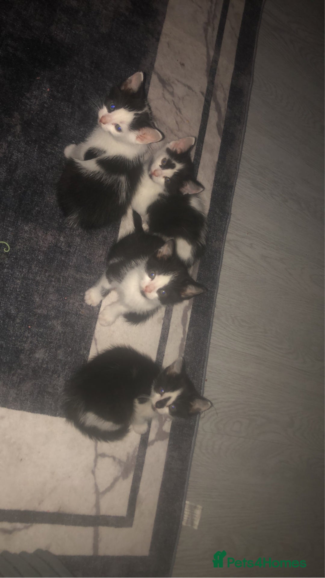 Mixed Breed cats for sale: Kittens available  - Image 5