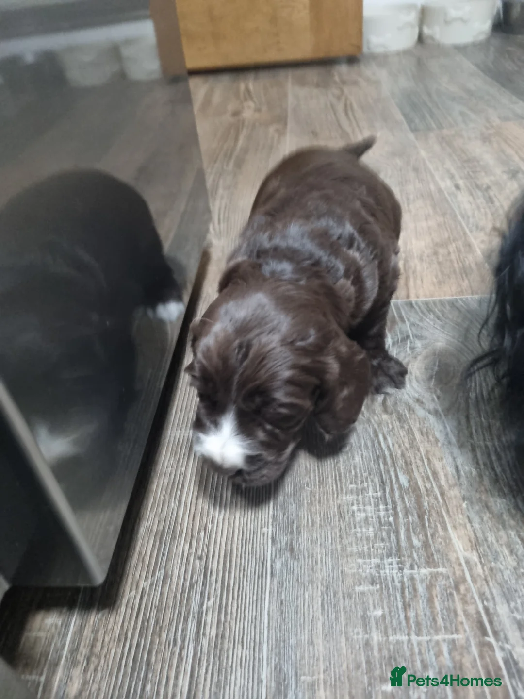 Cocker Spaniel dogs for sale:  Show Cockerspaniel puppies - Advert 5