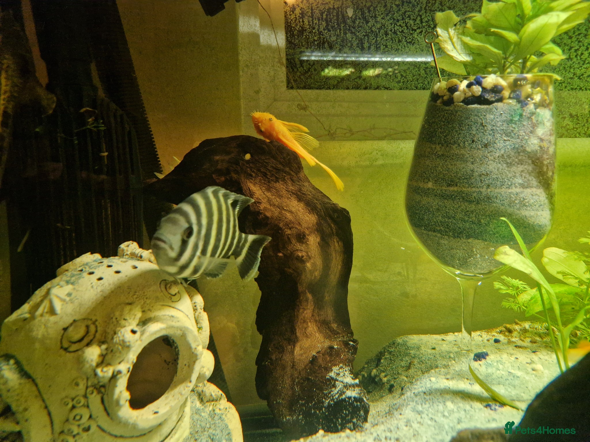 Cichlids fish Tiger Tilapia, Mascara Barb, Yellow Brislenose - Advert 1