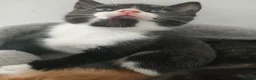 Mixed Breed cats for sale: 2 beautiful kittens for sale  - Advert 8